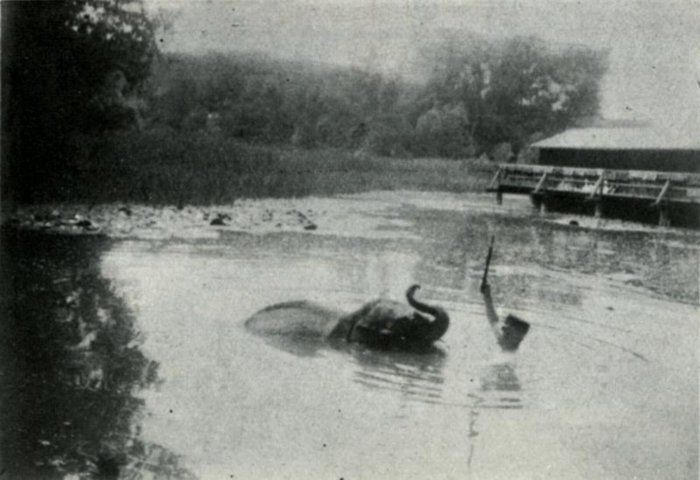 Hévíz legendája Nelly az elefánt 1914
